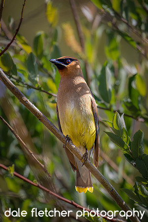 6394 Cedar Waxwing