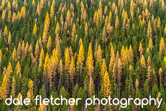 6578 Yellow and Green Forest
