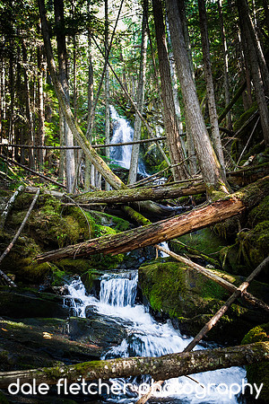 6321 Forest Stream