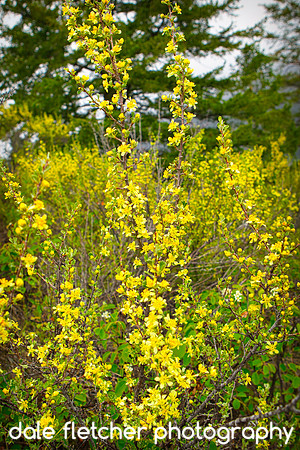 2482 Mellow Yellow