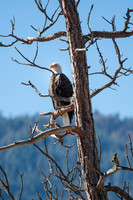 6263 Eagle Tree