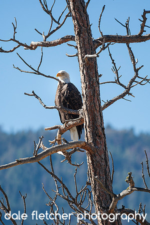 6263 Eagle Tree