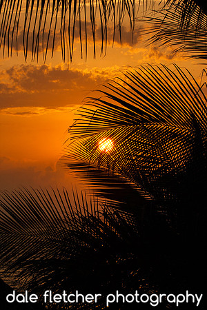 6913 Through The Palms