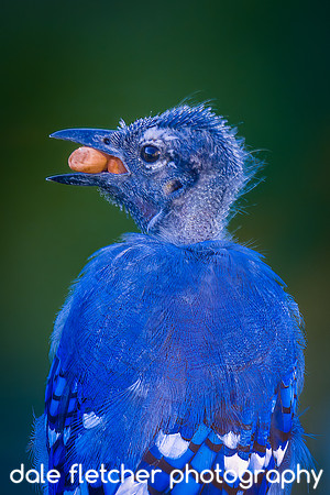 6779 Baby BlueJay