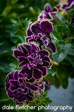 2429 Velvety Purple