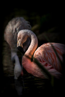 0485 Flamingo
