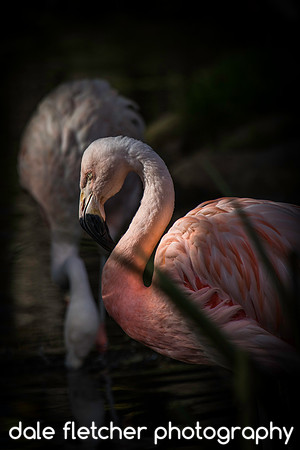 0485 Flamingo