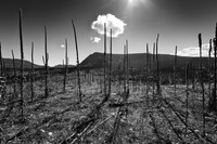 0645 BW Stalks