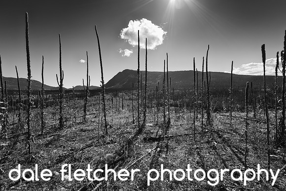 0645 BW Stalks