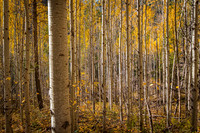0683 Fall Trees
