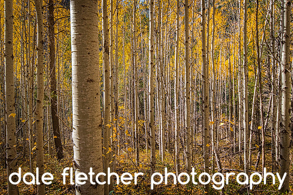 0683 Fall Trees
