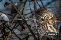 0893 Owl