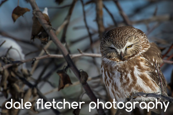 0893 Owl