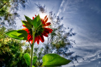 1056 The Sunflower