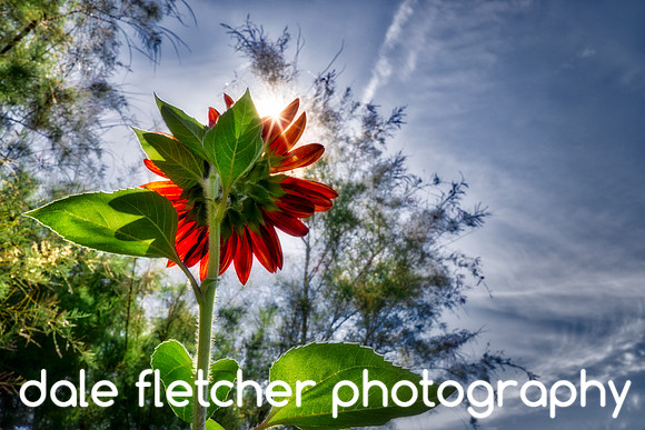 1056 The Sunflower