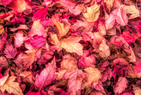 1995 Fall Leaves