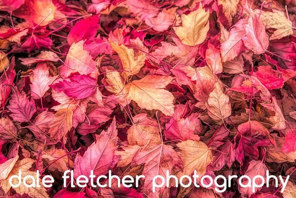 1995 Fall Leaves