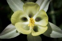 2176 Pale Yellow