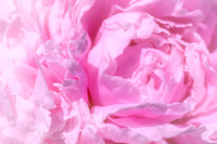 2204 Soft Pink