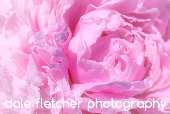 2204 Soft Pink