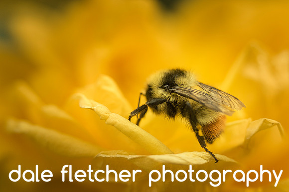 2464 Bumble