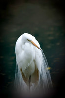 2554 Veiled Bird