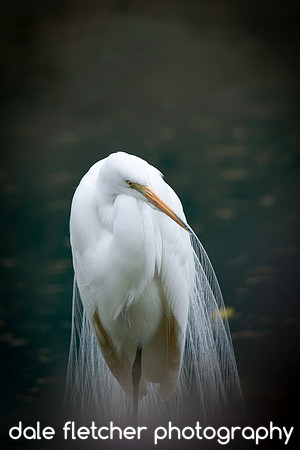 2554 Veiled Bird
