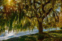 2747 Mossy Tree