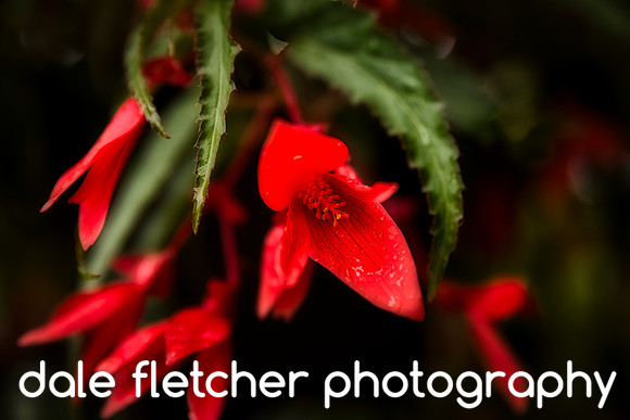 2841 Red-Green