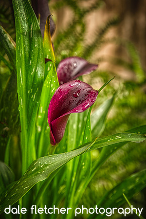 2843 Calla Lily