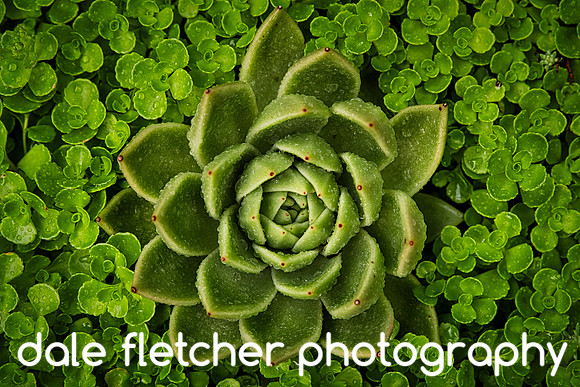 2858 Layers Of Green