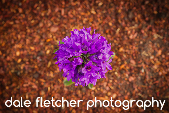 2865 Violet On Orange