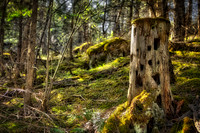 2960 Burrowed Stump