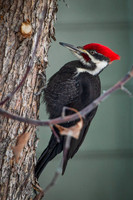 3469 Woodpecker