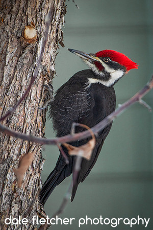3469 Woodpecker