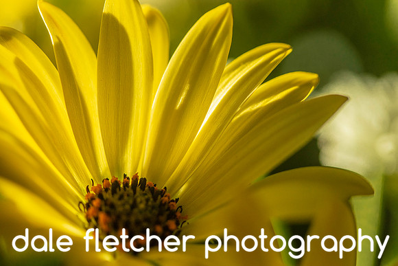 3477 Backlit Yellow