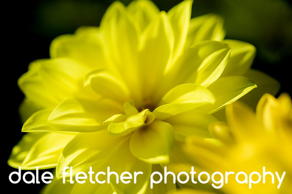 3525 Floral - Yellow