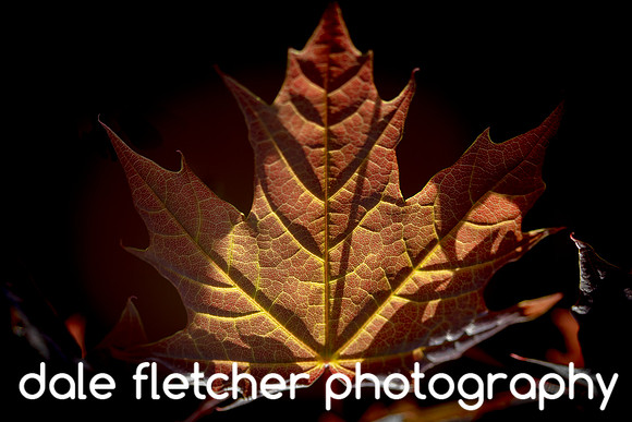 3539 Maple Leaf