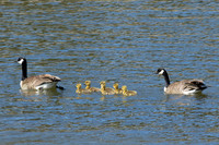 3635 Family Swim