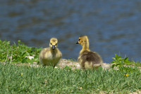 3643 Goslings