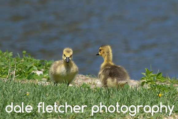 3643 Goslings
