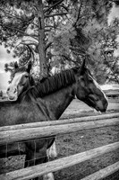 4342 2 Horses BW