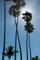 6894 Palm Rays