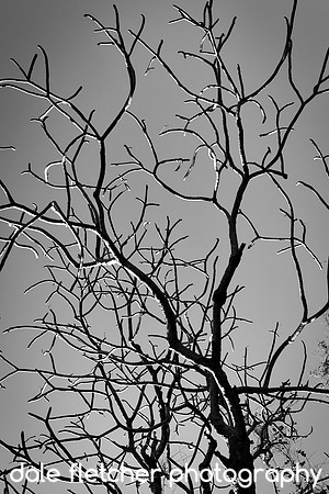 6996 Bare Tree BW