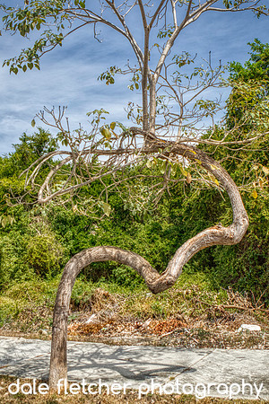 7184 Twisty Tree