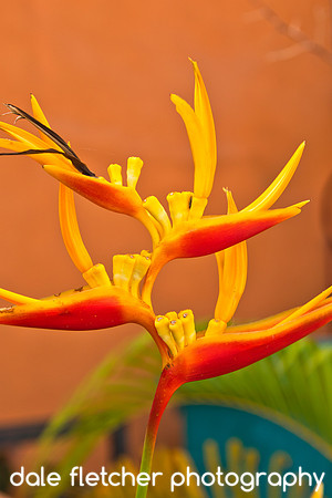 7212 Bird of Paradise
