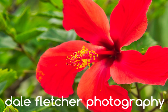 7275 Hibiscus