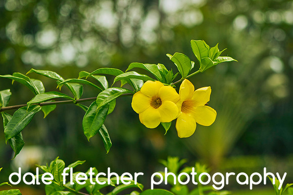 7358 Floral Yellow