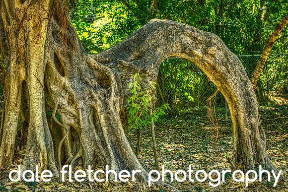 7471 Crazy Tree