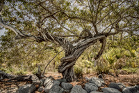 6999 Twisty Tree